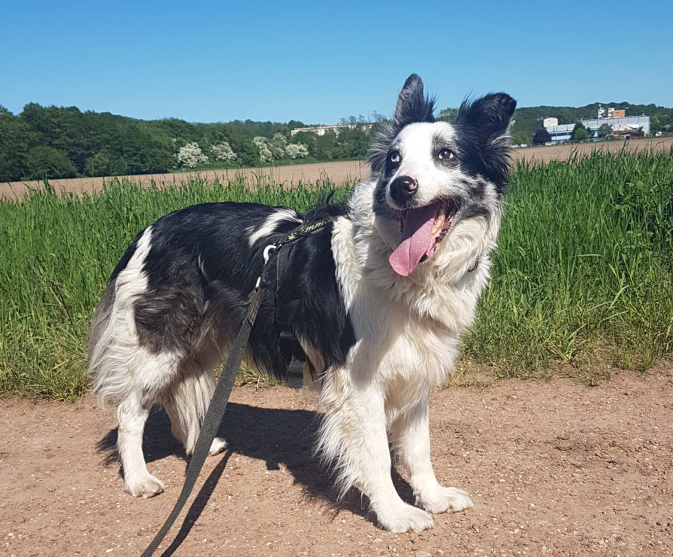 Cora