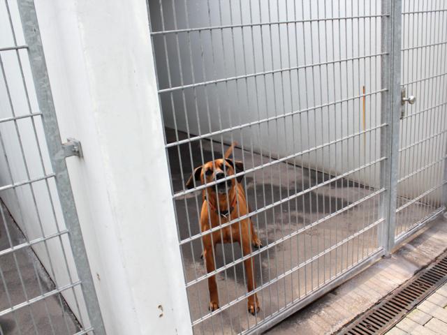 Armin im Auslauf Quarant&auml;ne