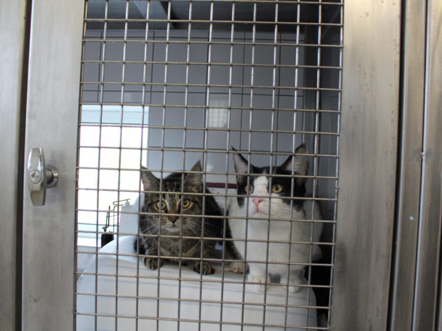 Quarant&auml;ne ist doof