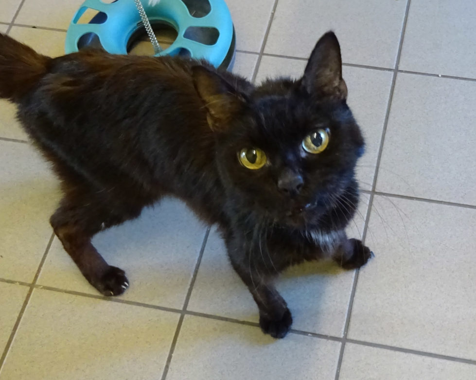 Notfall Ratzepaltoff