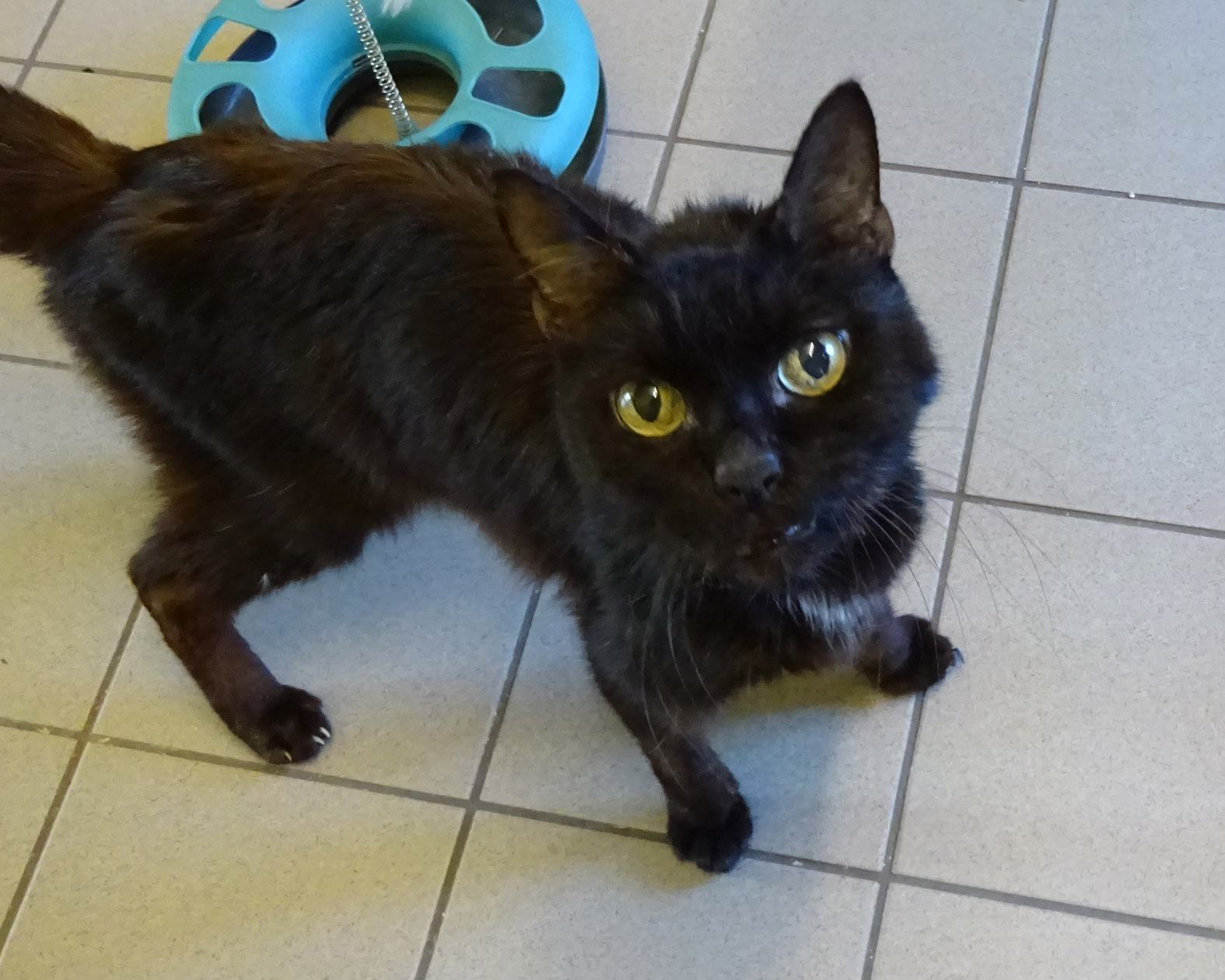 Notfall Ratzepaltoff