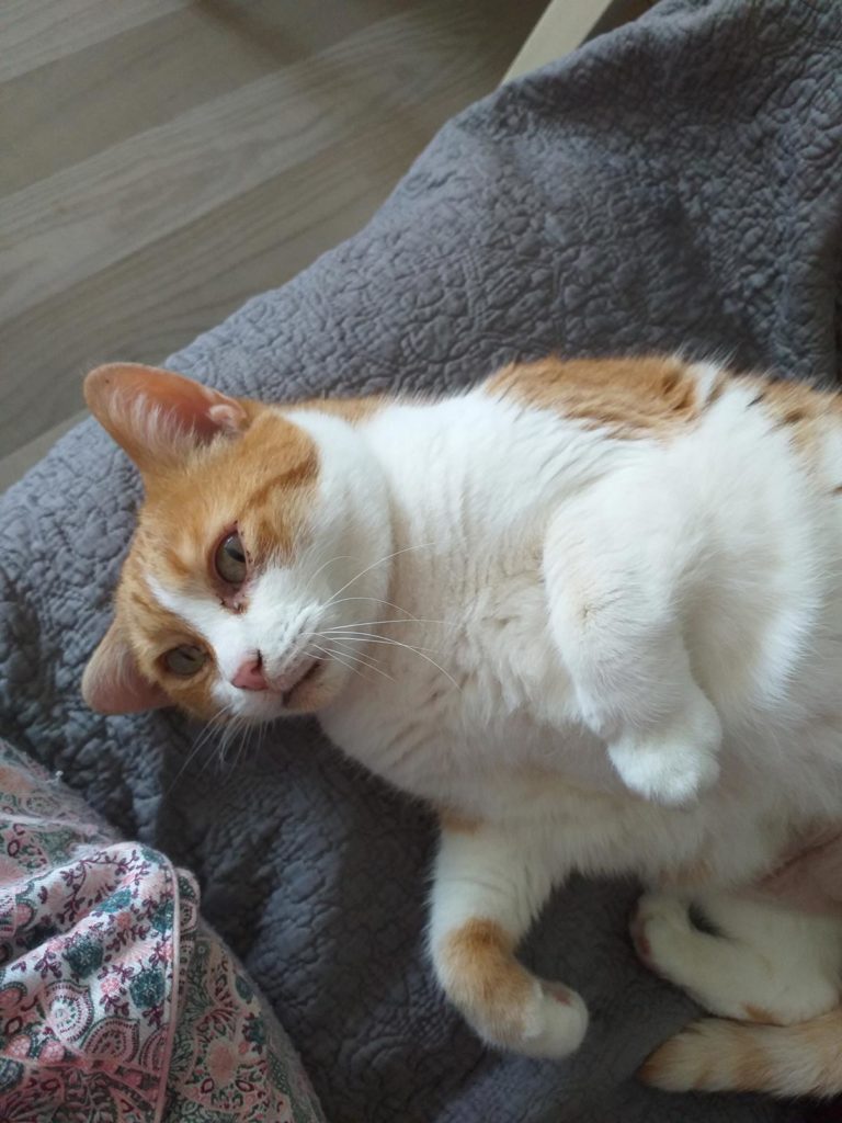 Tinka im neuen Zuhause 1