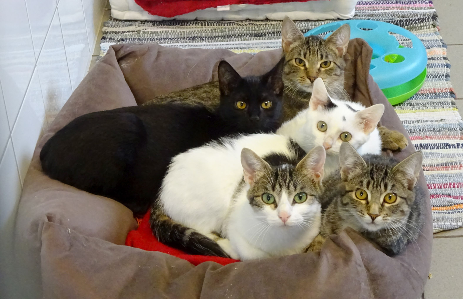 Welpe Bali und Freunde