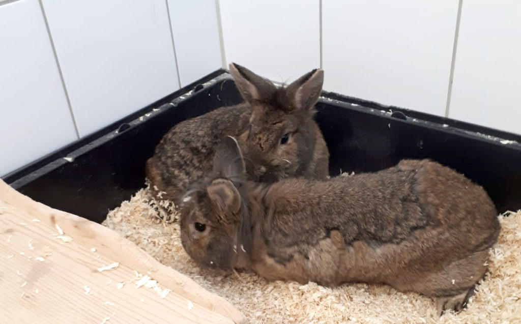 Lucifer und Amenadiel