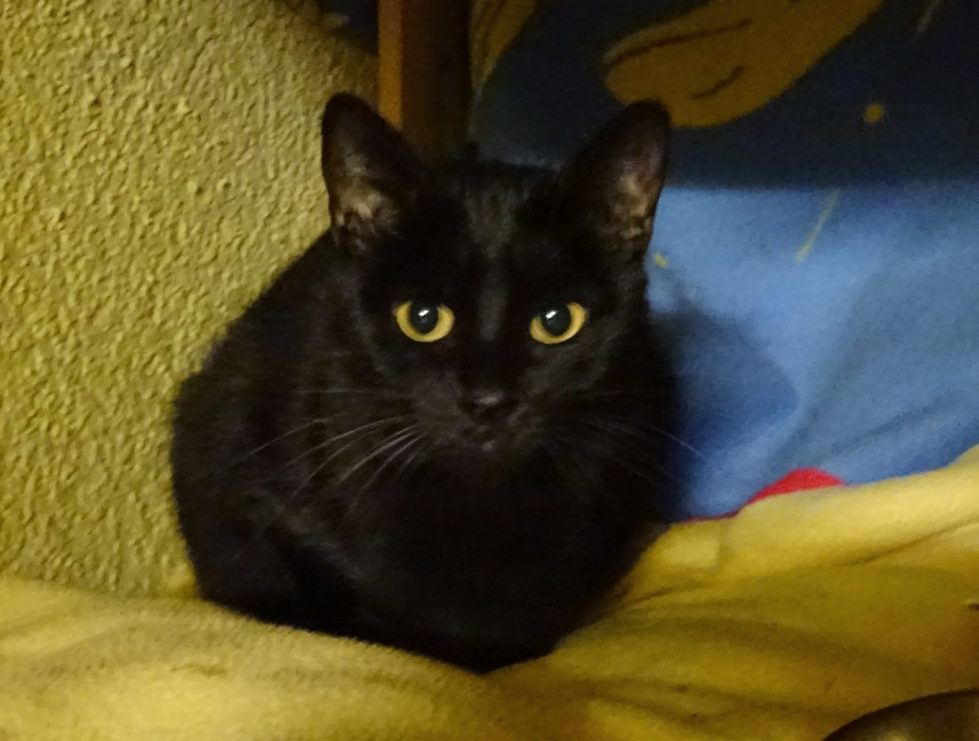Mäxchen