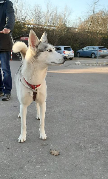 Arya
