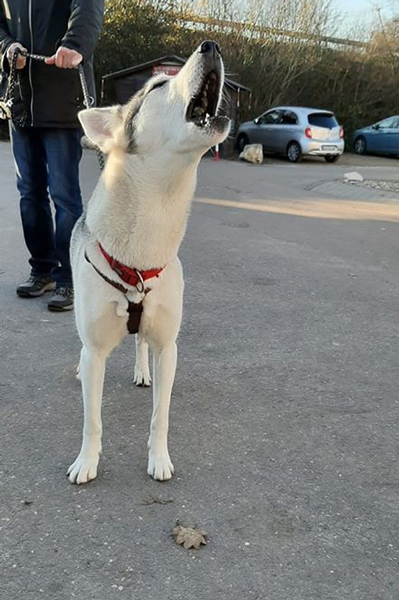 Arya