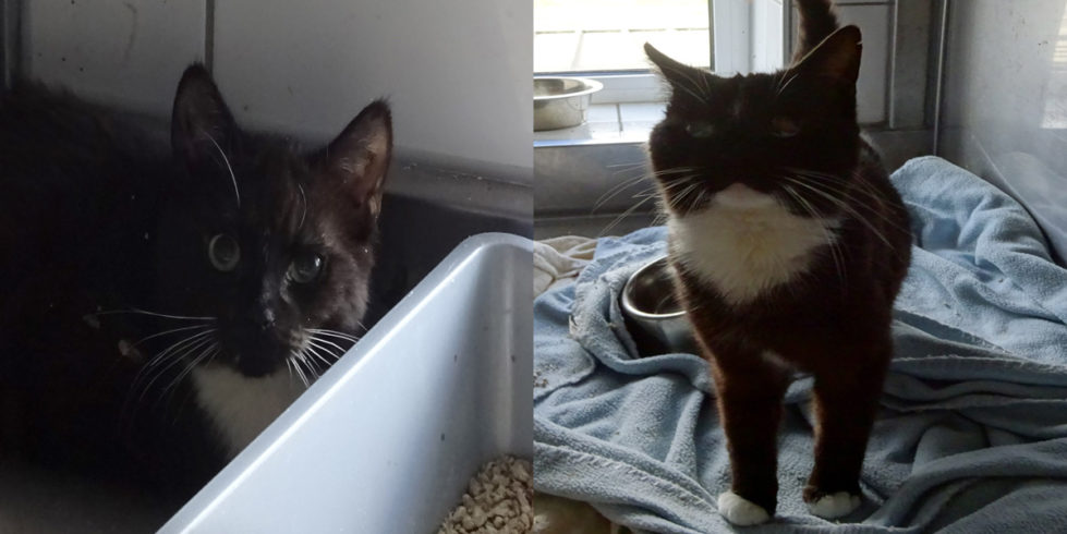 Notfelle Tina und Tino