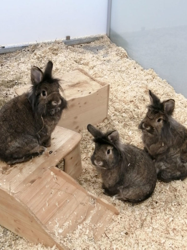 Lucifer, Dan, Amanadiel