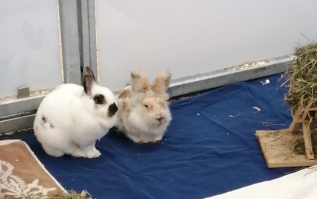 Leo und Lilly