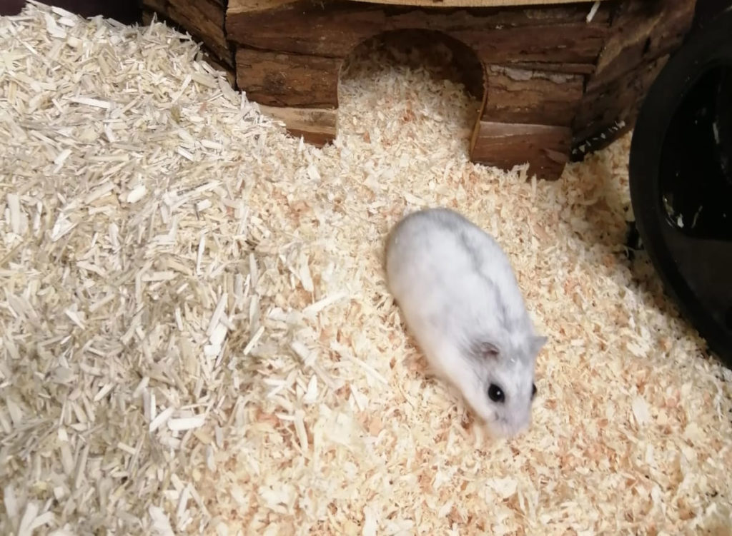 Poppy