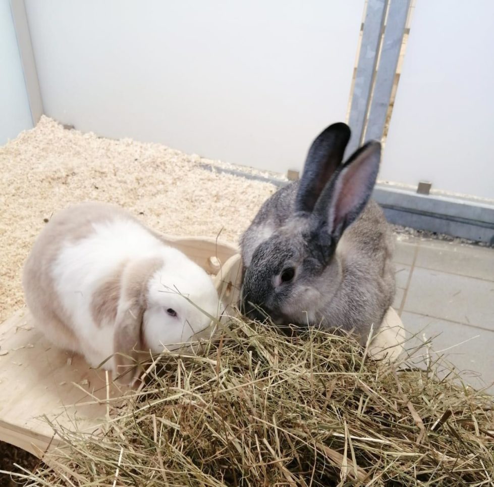 Angel und Glöckchen