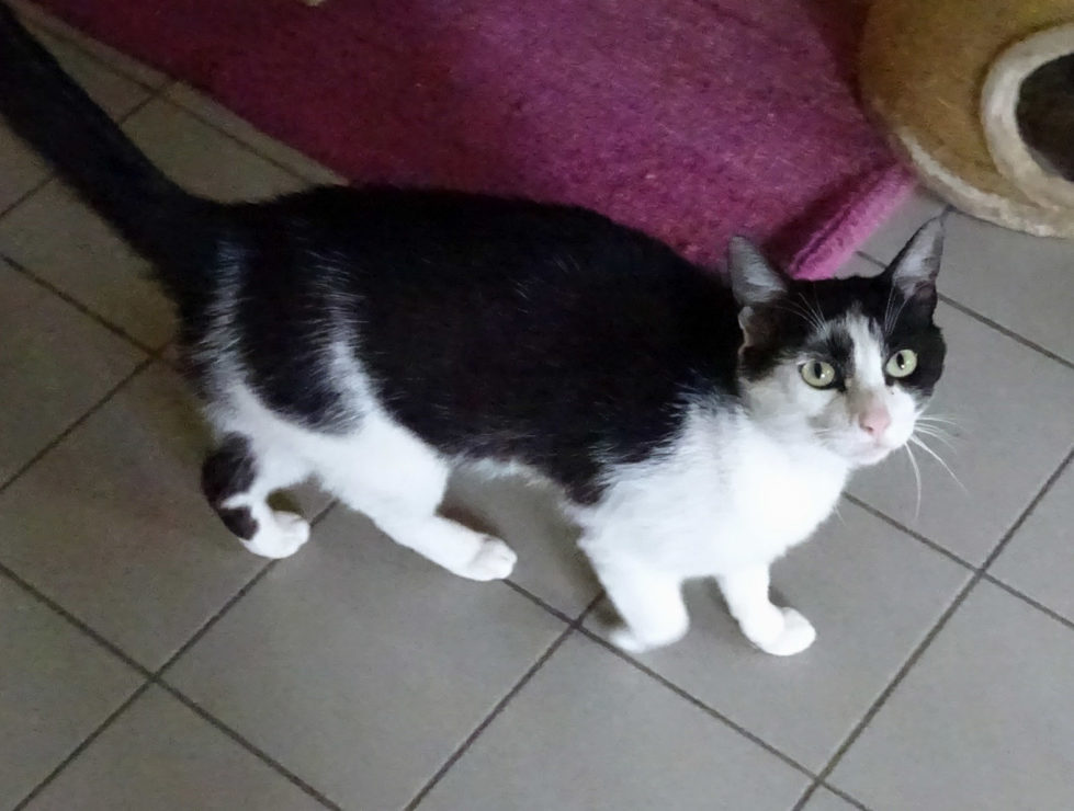 Cosmo