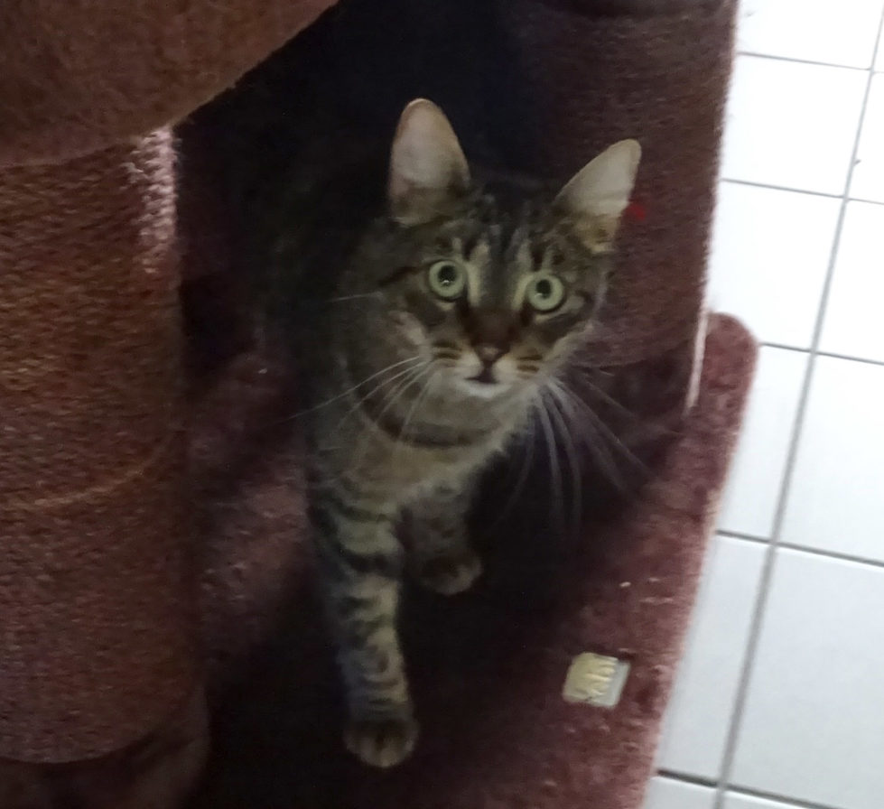 Ronja