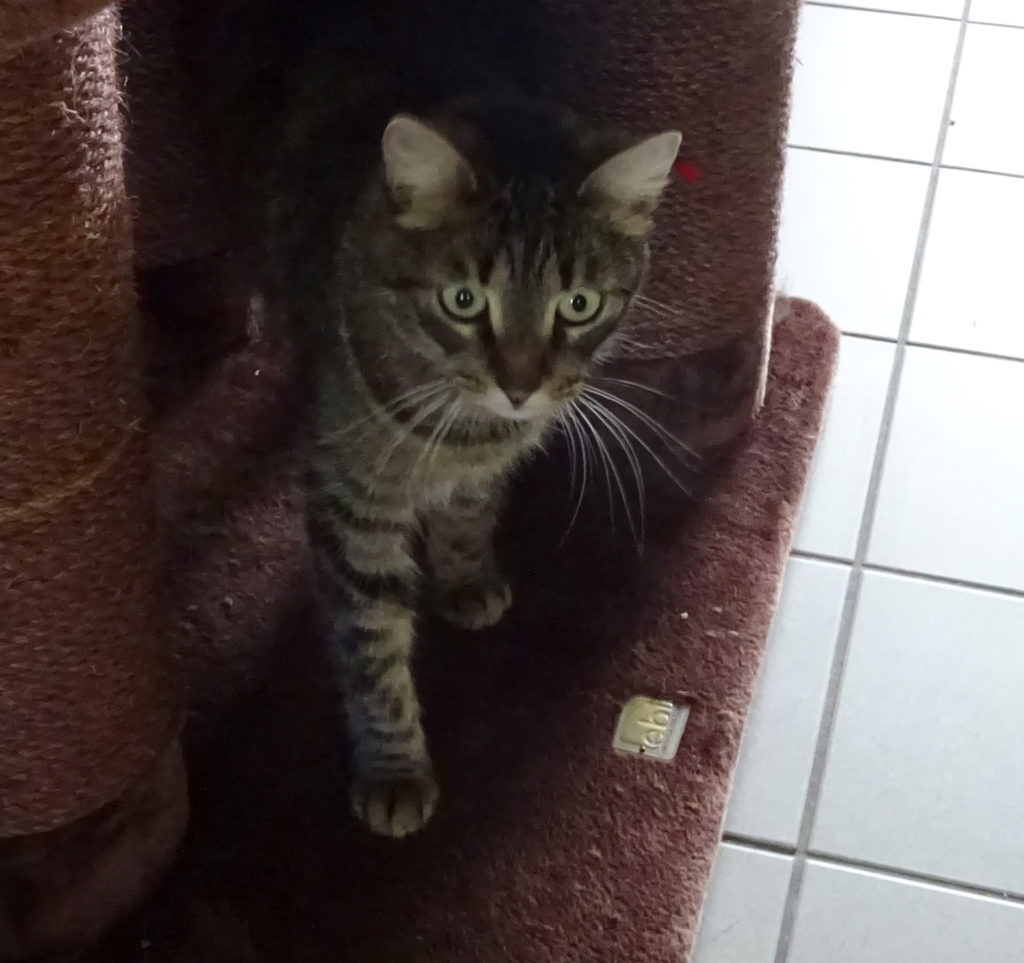 Ronja