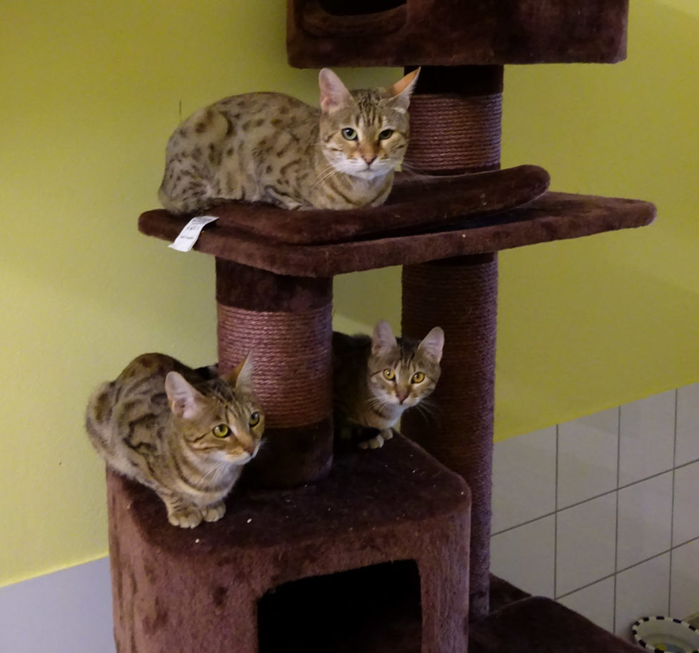 XHemile-Wisal-Nofretete