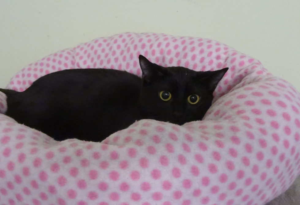 Mimi