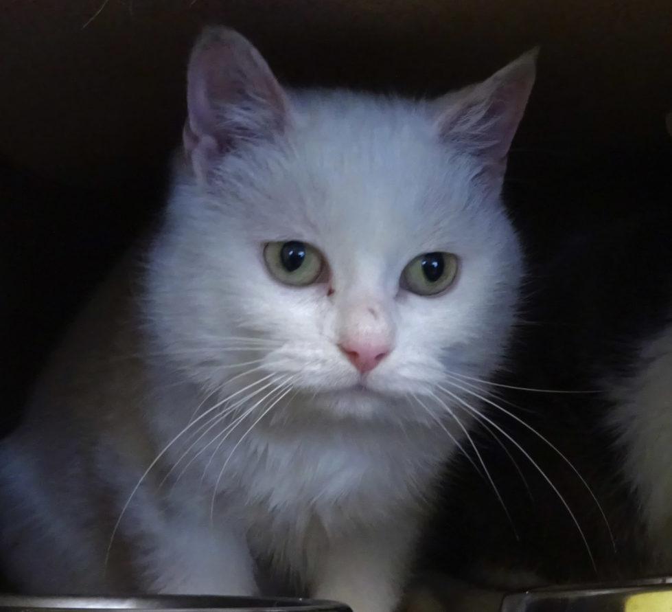 Snowball