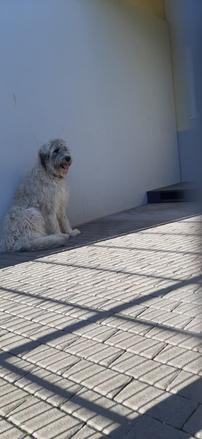 Laika-1 Laika