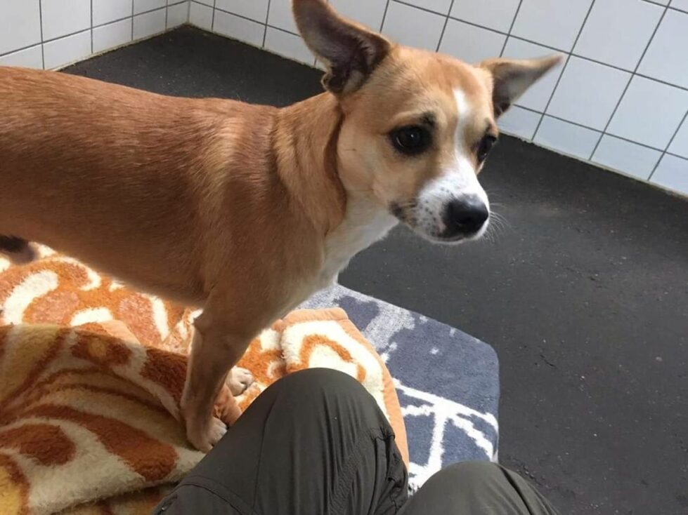 2020-100-Floh-1 Floh