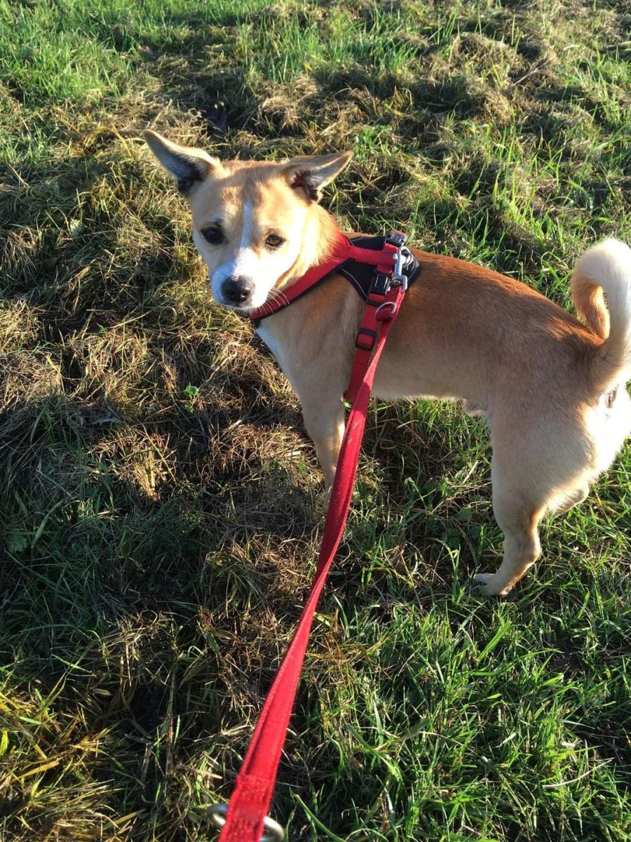 2020-100-Floh-3 Floh