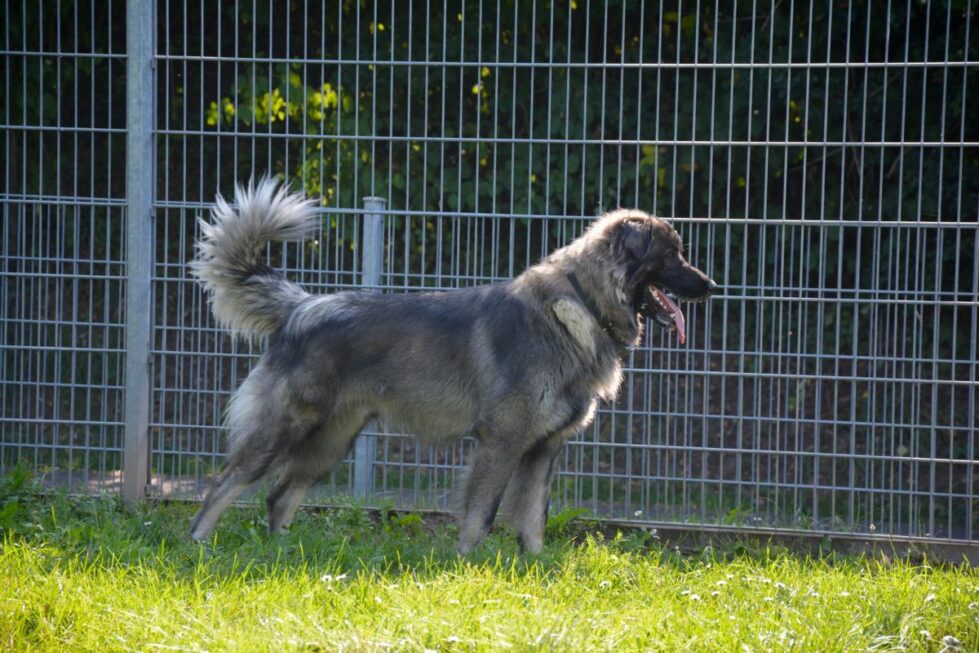 2021-127-Rocky-1 Rocky