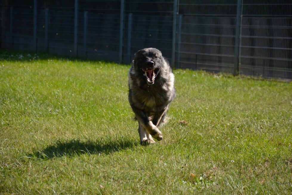 2021-127-Rocky-3 Rocky