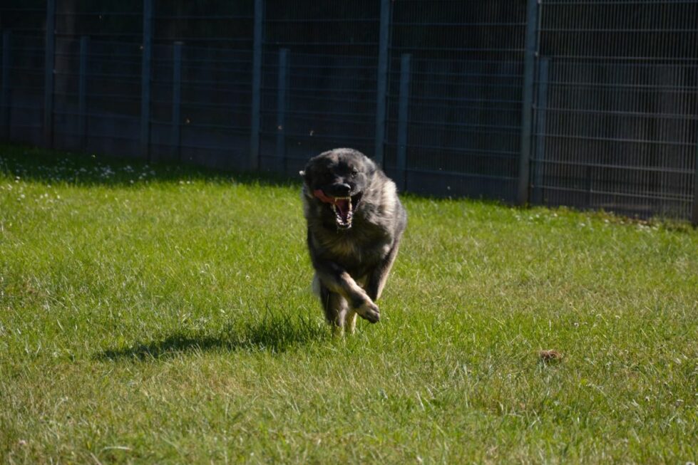 2021-127-Rocky-4 Rocky