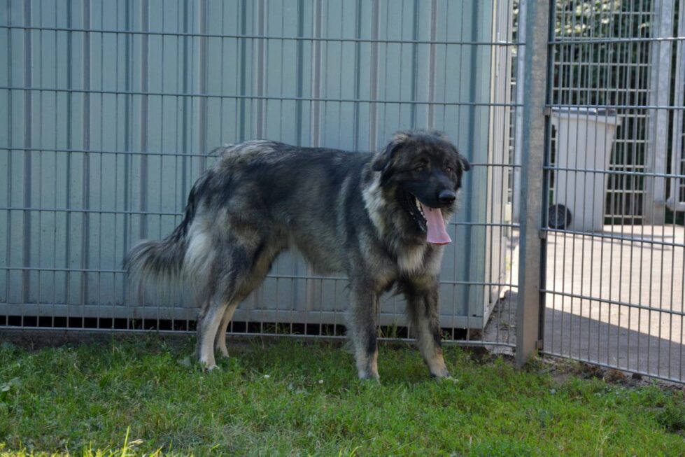 2021-127-Rocky-5 Rocky