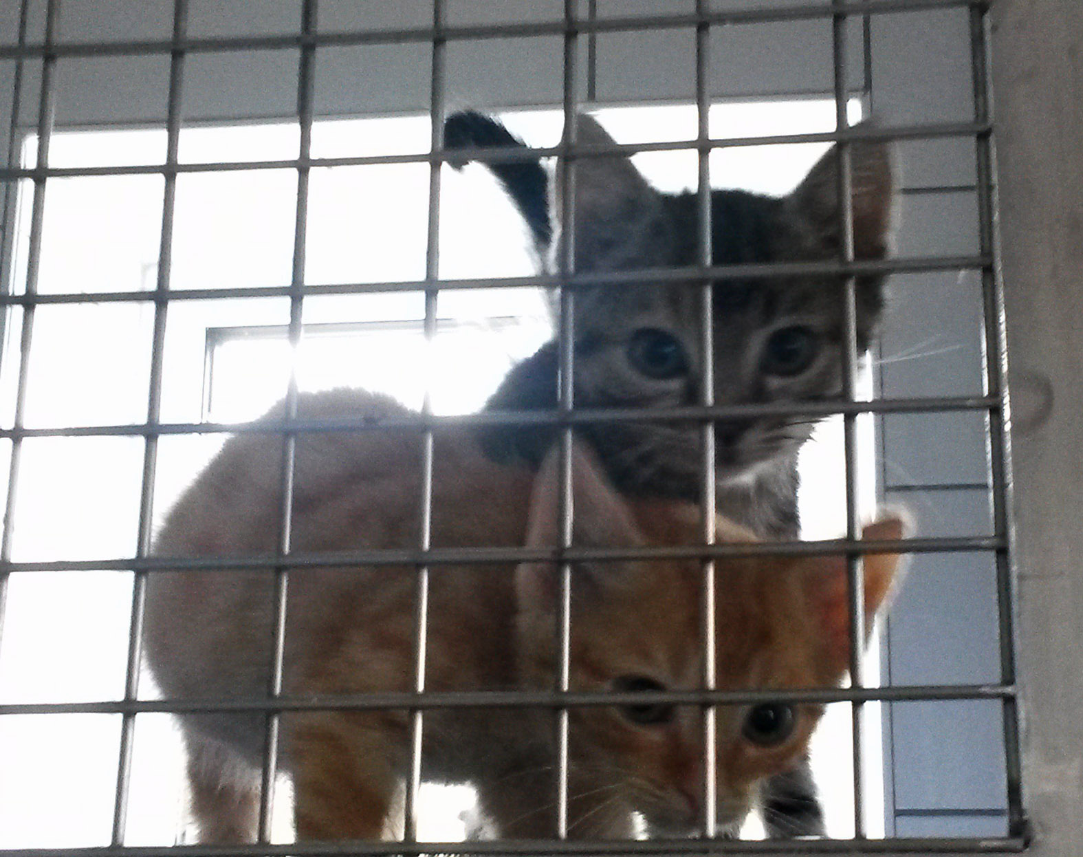 Agnetha und Annafrid