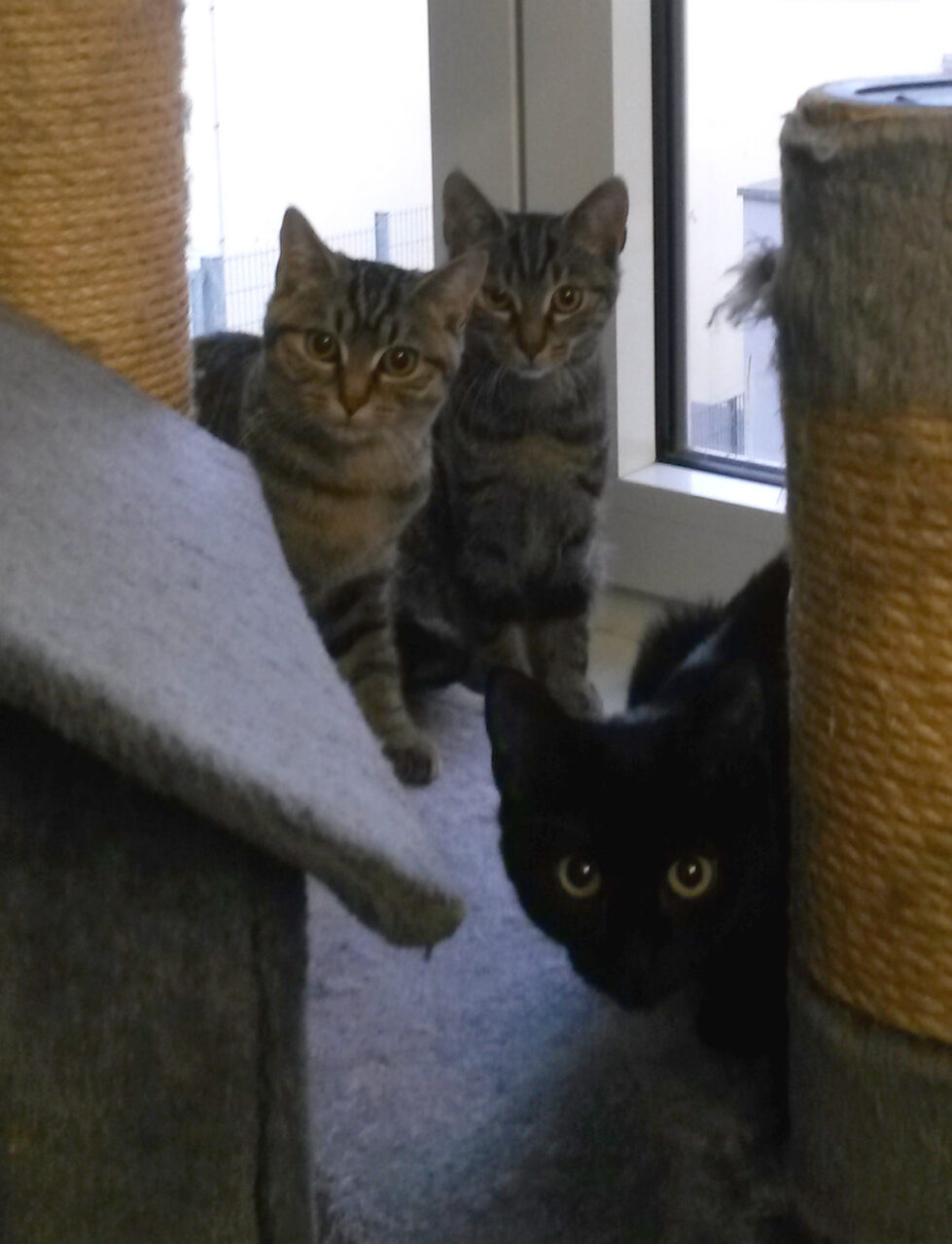 Olive-Ottillie-Bisaflora