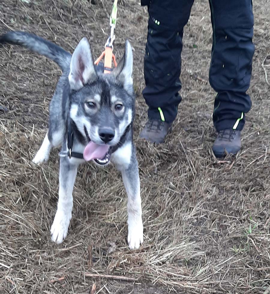 Wolfshundmischling-1