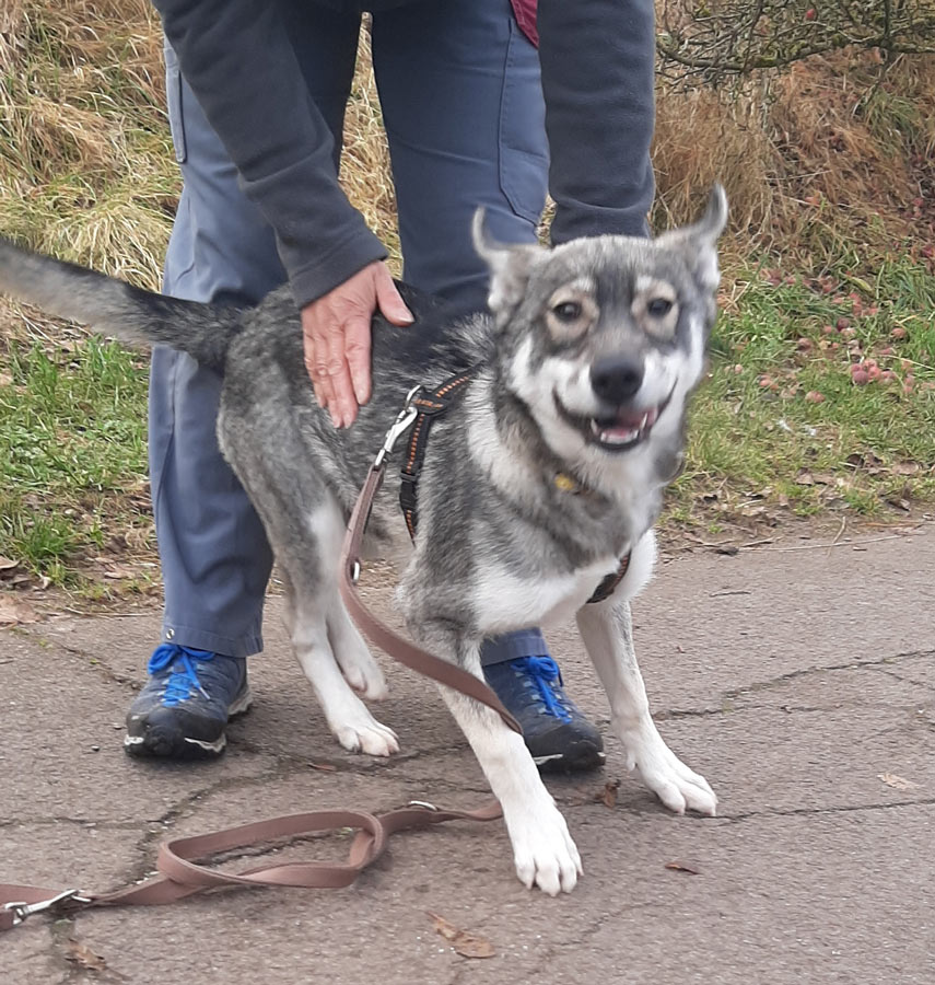 Wolfshundmischling-11