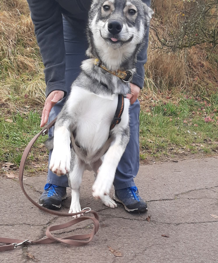 Wolfshundmischling-12