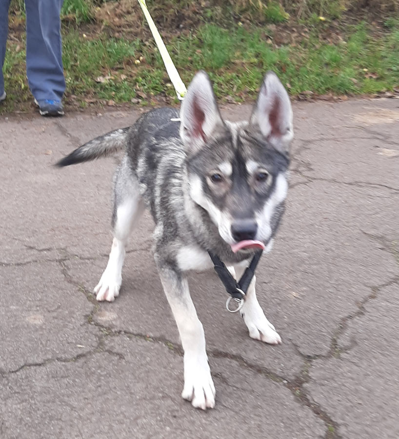 Wolfshundmischling-13