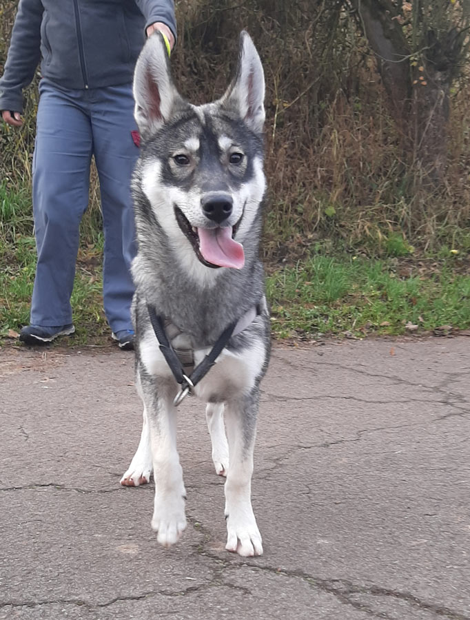 Wolfshundmischling-14