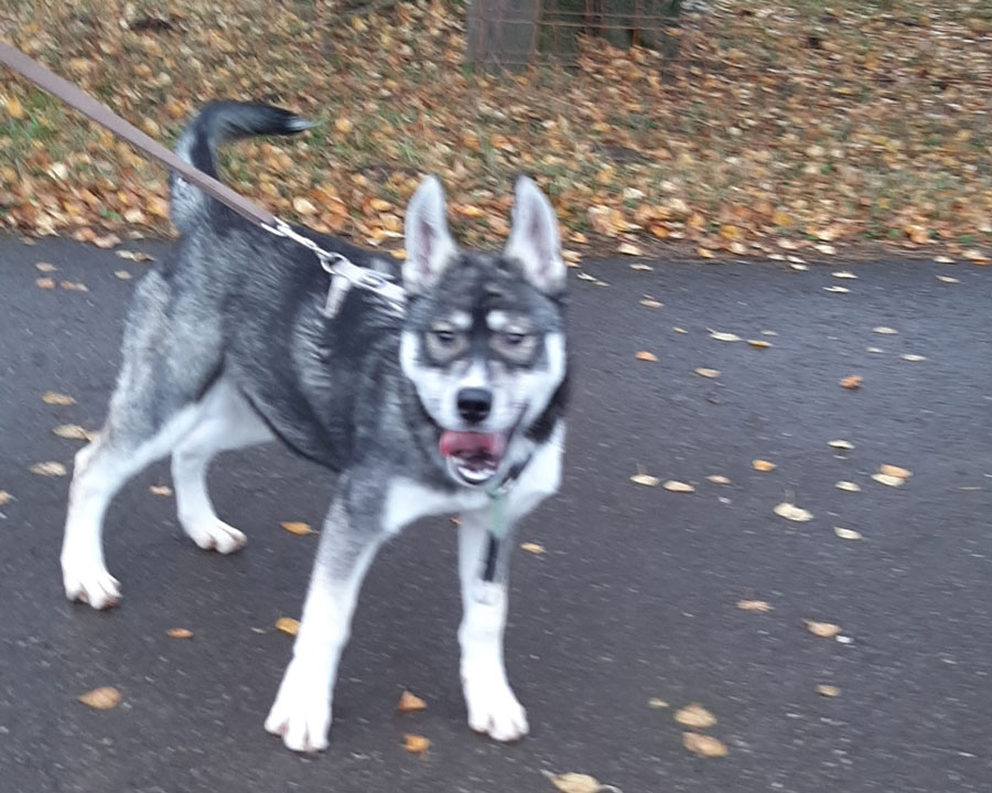 Wolfshundmischling-2