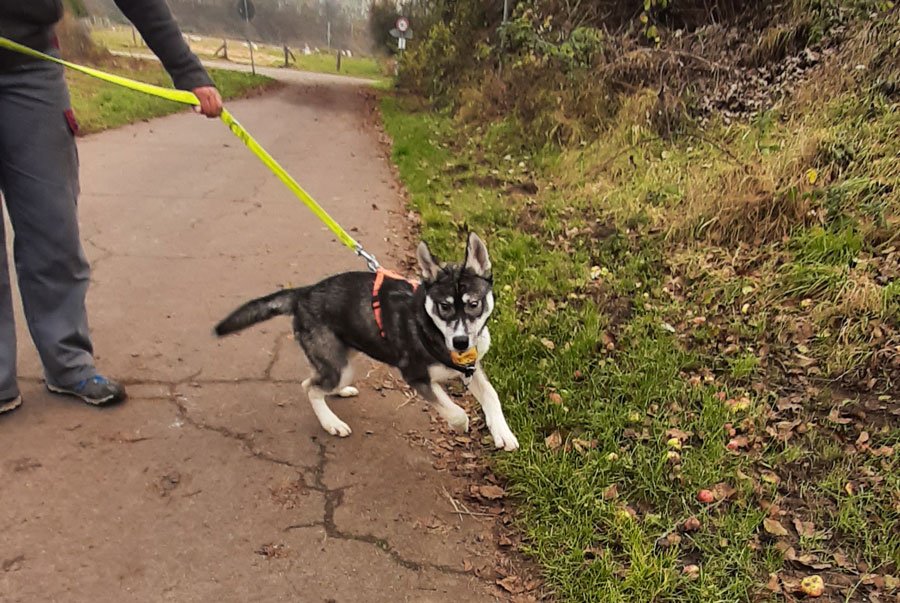 Wolfshundmischling-3