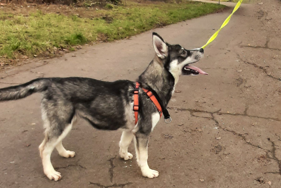 Wolfshundmischling-4