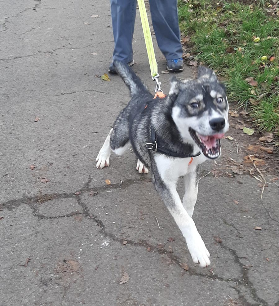 Wolfshundmischling-6