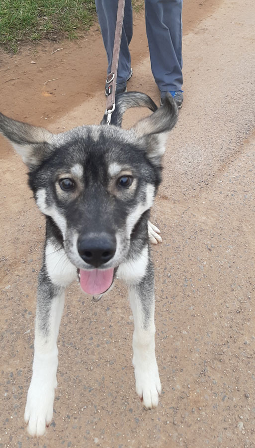 Wolfshundmischling-7