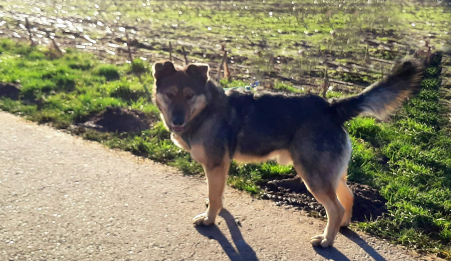 Deutscher Schäferhund-Mix Schäferhund mix