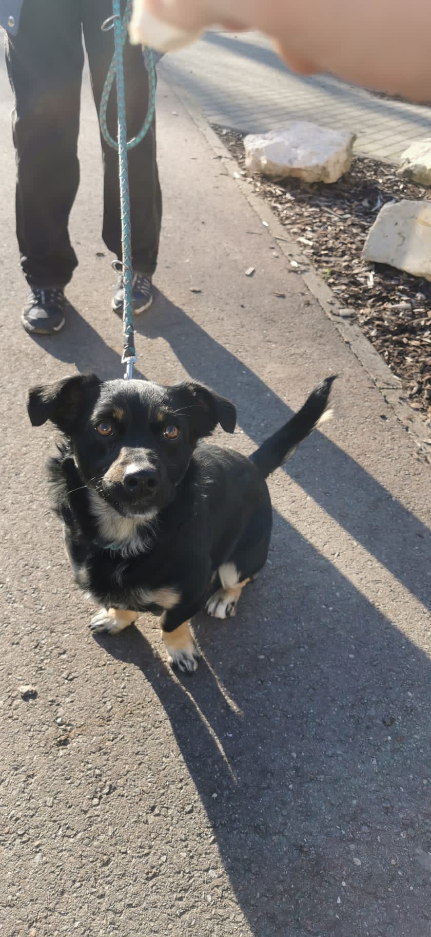 2021-171-Sammy-1 Sammy