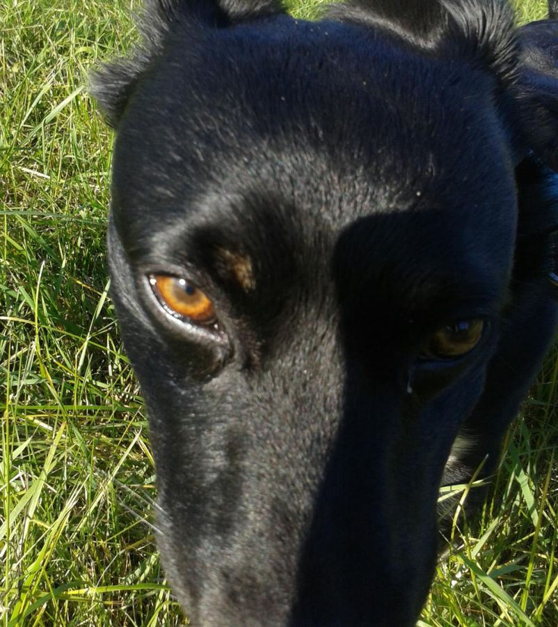 2021-171-Sammy-7 Sammy