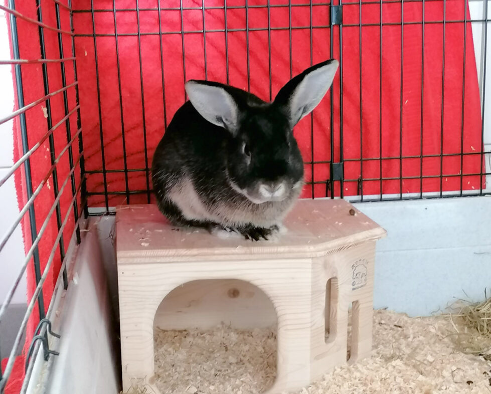 Taro