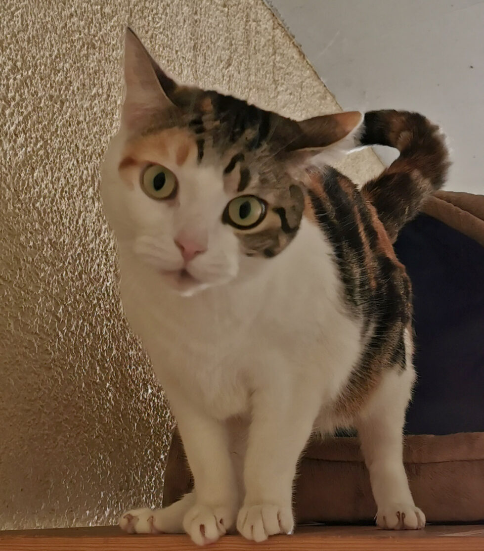 Mia