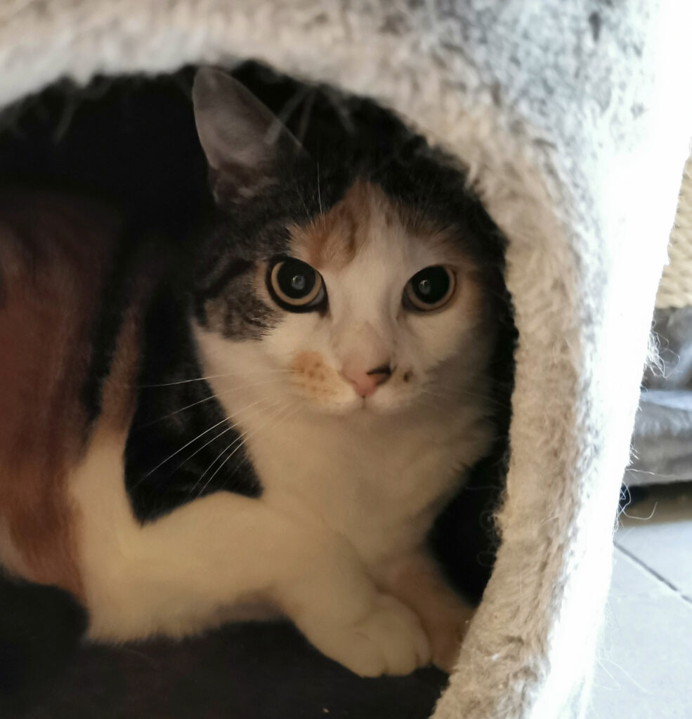Maja