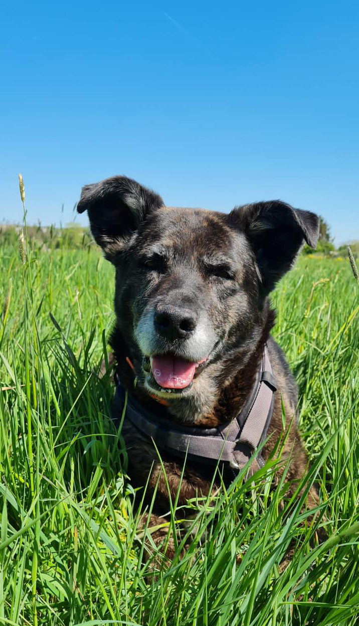 Labrador Retriever, Deutscher Schäferhund, Siberian Husky Luna