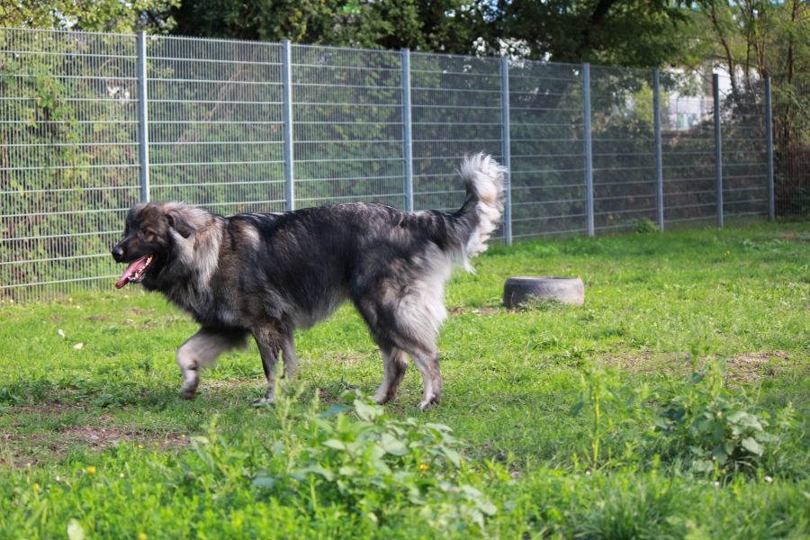 2021-127-Rocky-16 Rocky