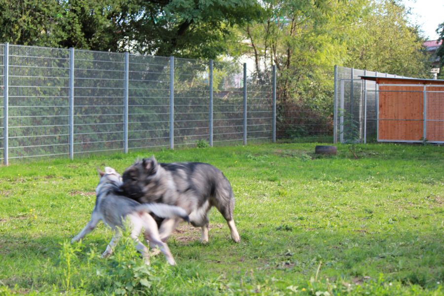 2021-127-Rocky-33 Rocky
